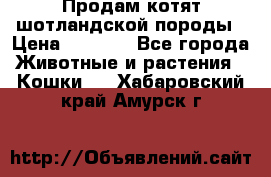 Продам котят шотландской породы › Цена ­ 2 000 - Все города Животные и растения » Кошки   . Хабаровский край,Амурск г.